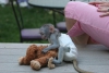 Bedava kabul etmek iin kadn adorable capuchn monkey