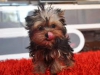 Bedava teacup yorkie kpek!