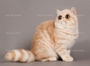 Ben bir exotic shorthair aryorum