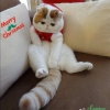 Ben bir exotic shorthair aryorum