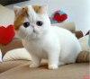 Ben bir exotic shorthair aryorum