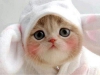 Ben bir exotic shorthair aryorum