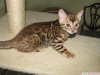 Bengal kitten and bormia cats for re-homing