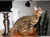 Bengal yavru kedi............