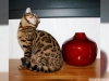 Bengal yavru kedi bir erkek bir kadn sol
