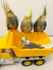 2 aylk sultan papaganlar full evcil %100 el beslemesi