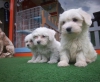 Beyaz malta terrier yavrulari
