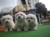 Beyaz malta terrier yavrulari