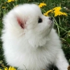 Beyaz pomeranian boo