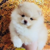 Beyaz pomeranian boo