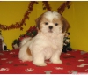 Beyaz ve brindle kadın shih tzu iyi evler için