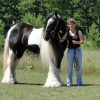 Beyaz ve siyah gypsy vanner at at