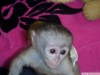 Beyaz yzl dii capuchin maymunlar