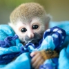 Bir ev iin sevimli capuchin sincap maymunlar