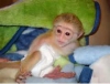 Bir gzel iin salkl capuchin maymunlar