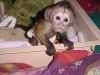 Bir hediye olarak capuchin maymunu