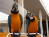 Blue and gold macaw