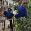 Blue and gold macaws