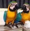 Blue and gold macaws for sale to a good home