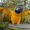 Blue and gold macaws for sale to a good home