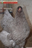 Blue brahma kulukalk yumurta ve civciv - istanbul brahma