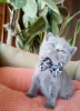 Blue british shorthair