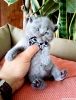 Blue british shorthair