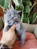 Blue british shorthair