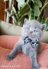 Blue british shorthair