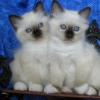 Blue eyes bormia cats and bengal kittens ready to go home