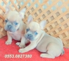 Blue fawn isabella tayc french bulldog yavrular