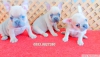 Blue fawn isabella tayc french bulldog yavrular