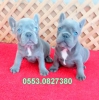 Blue quad french bulldog yavrular izmir iletiim. 0553082738