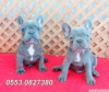 Blue quad french bulldog yavrular izmir iletiim. 0553082738