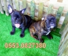 Blue tayc son iki french bulldog yavrular