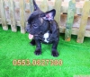 Blue tayc son iki french bulldog yavrular