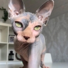 Bo-renkli dii sphynx kedileri