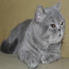 british shorthair evcil kedi