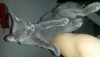 British shorthair dii acil yuva