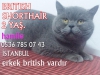 British shorthair kedi