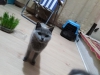 British shorthair kedi yavrusunu cretli sahiplendirorum