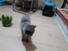 British shorthair kedi yavrusunu cretli sahiplendirorum