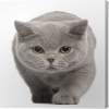 British shorthair kedi yavrular grlr;