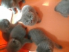 British shorthayir yavru kedilerim yuva bekliyor