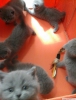 British shorthayir yavru kedilerim yuva bekliyor