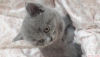 British shorthayir yavru kedilerim yuva bekliyor