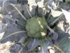 Brokoli parthenon f1 tohumu