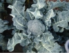 Brokoli poseidon f1 tohumu