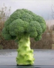 Brokoli spiridon f1 tohumu