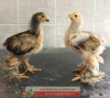 Buff brahma -  kulukalk yumurta ve civciv